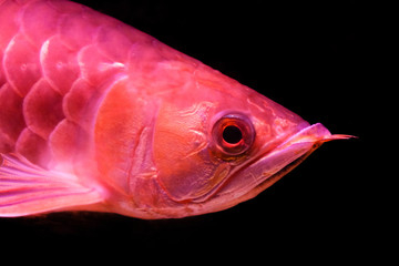 Close-up face of a golden red tail arowana fish isolated on black background.