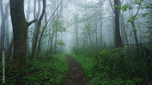 Fotografía A foggy view of the Appalachian Trail in the Shenandoah Mountains of Virginia
