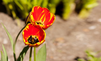 Wall Mural - two bright red and yellow tulips closeup