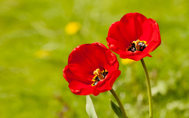 Poster - two bright red tulips closeup