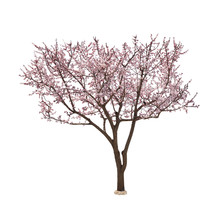 Beautiful Blossoming Tree With Tender Flowers On White Background