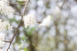 Pszczoła ogląda białe kwiaty i będzie zbierać pyłki nektar kwiatowy