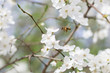 Pszczoła w locie ogląda wiosenne białe kwiaty