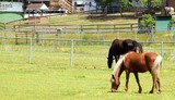 Fototapeta Konie - Horses grazing