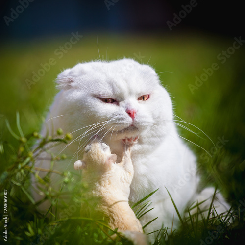 White Scottish Fold Cat With White Sugar Glider On Grass Buy This Stock Photo And Explore Similar Images At Adobe Stock Adobe Stock