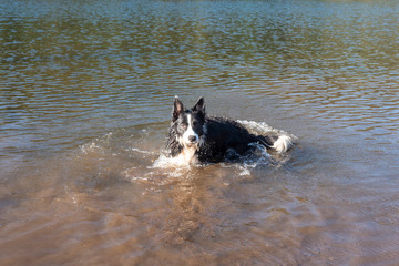  perro border collie en lago chapoteando en el agua