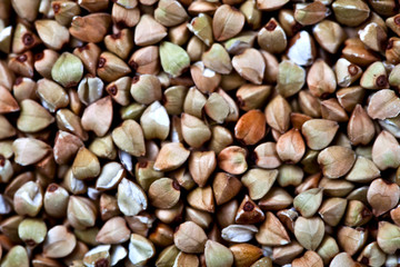 Canvas Print - Fresh green dry buckwheat background.