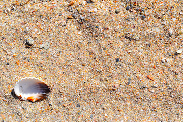 shell on the beach