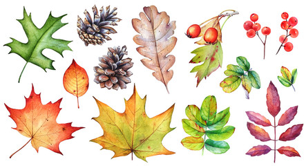 watercolor collection of autumn leaves, berries and pine cones on white background.
