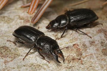 Wall Mural - The male of a rare stag beetle Ceruchus chrysomelinus, a criticaly endangered beetle occurring in European virgin and old growth forests.