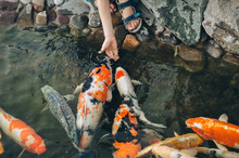 Feeding The Hungry Funny Koi Carps In The Pond. Children's Hand Hold Fish Food. Animal Care Concept. Close Up.