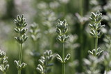 Fototapeta Lawenda - Biała lawenda trzy kwiaty