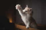 playful red cream colored maine coon kitten standing on a wooden tablet looking into the light source raising the paw