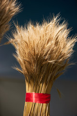 Ear of barley background, agriculture concept. Plant