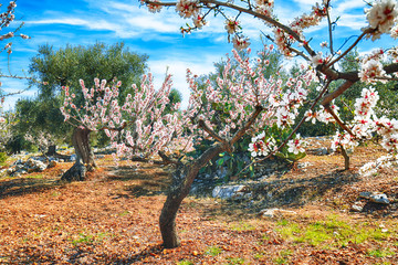 Beautiful white almond flowers on almond tree branch in spring Italian garden, Sicilia.