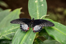 A Red-spotted Purple Butterfly, Limenitis Arthemis Sits On A Fern