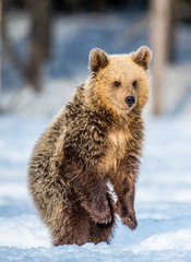 Wall Mural - Brown bear cub standing on his hind legs on the snow in the winter forest. Natural habitat. Scientific name: Ursus Arctos Arctos.