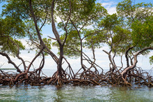 Scenic View From Inside A Mangrove Swamp Looking Out At The Tranquil Horizon On The Coast In Bahia, Brazil