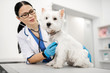 © Viacheslav Yakobchuk - Vet examining cute little white dog standing on table