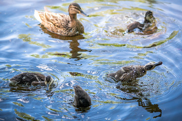 Wall Mural - Mother duck and funny duckling swiming together on lake 