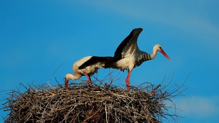 Wall Mural - Adult European White Stork - Ciconia Ciconia - Sitting In Nest In Sunny Spring Day. Belarus, Belarusian Nature. Stork Puts Things In Order In Nest