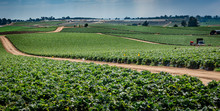 A Field Of Strawberry Crops Growing In Central California, As A Storm Approaches.  California Grows More Than 2 Billion Pounds Of Strawberries Per Year.  