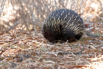 Poster - echidna