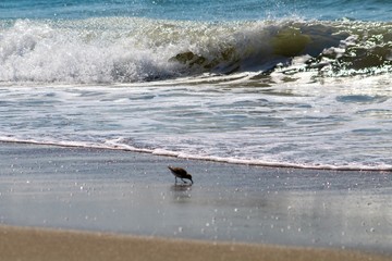 Ocracoke Island Beach 