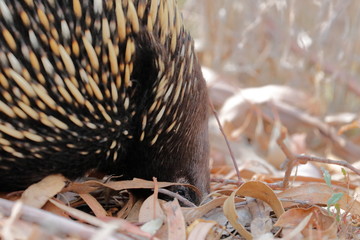 Poster - echidna