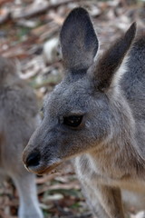 Wall Mural - kangaroo