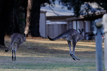 Wall Mural - kangaroo