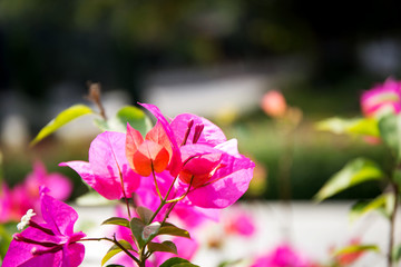 Wall Mural - Bougainvillea flower from Thailand