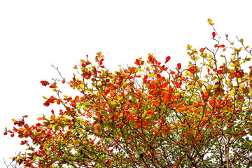 Wall Mural - Leaves and branches of the Malabar tree on white background