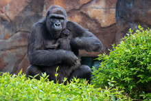 Gorilla Holding Gorilla Baby