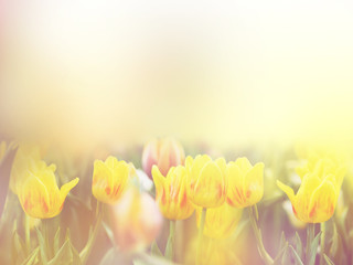 Wall Mural - tulips flower field with soft style