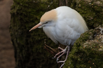 Wall Mural - Cattle egret sitting on rock