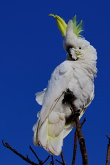 sulphur crested cockatoo