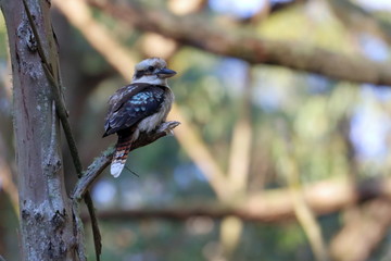 Wall Mural - kookaburra