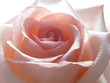 Delicate pink rose close up