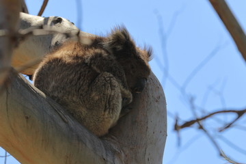 Sticker - koala