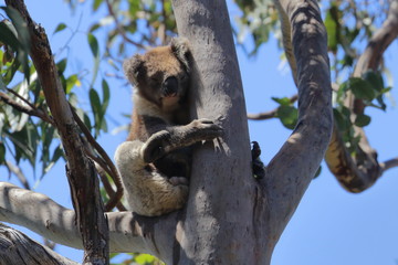 Wall Mural - koala