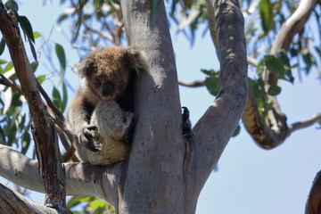 Wall Mural - koala