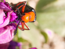 Close Up Of A Black And Orange Big Master Blister Beetle Head Eating The Petals Of A Purple Desert Wild Flower In Red Rock Canyon Near Las Vegas, Nevada, USA