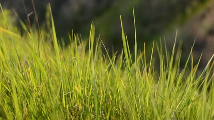 Wall Mural - green grass. grass on the field. beautiful nature