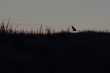 Canvas Print - swamp harrier