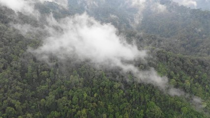 Wall Mural - Rainforest and clouds. Mist and clouds rise from mountain forest. Aerial drone footage 