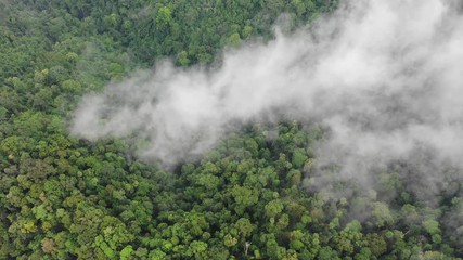 Wall Mural - Rainforest and clouds. Mist and clouds rise from mountain forest. Aerial drone footage 