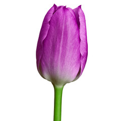 Poster - purple tulip flower isolated on a white background with clipping path. Close-up. Flower bud on a green stem.