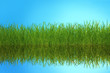 Zielona trawa odbita w wodzie.