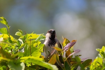 sparrow, branch, sparrows, bird, nature, wild, wildlife, animal, tree, background, close, house, feather, beak, avian, songbird, cute, brown, outdoors, up, wing, ornithology, beautiful, closeup, perch